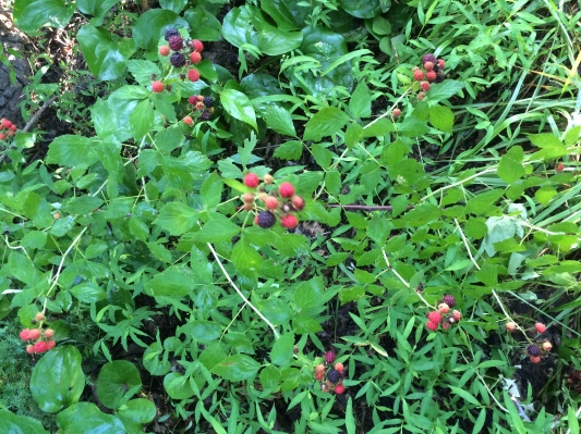 2015-06 IMG_20150624 IMG_0202 berries on mill pond road